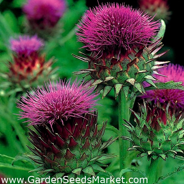 Cardoon - tummanpunaiset kukat; artisokka ohdake - – Garden Seeds Market |  Ilmainen toimitus