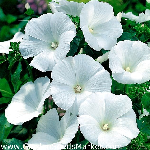 Malva de árbol de flores blancas - – Garden Seeds Market | Envío gratis