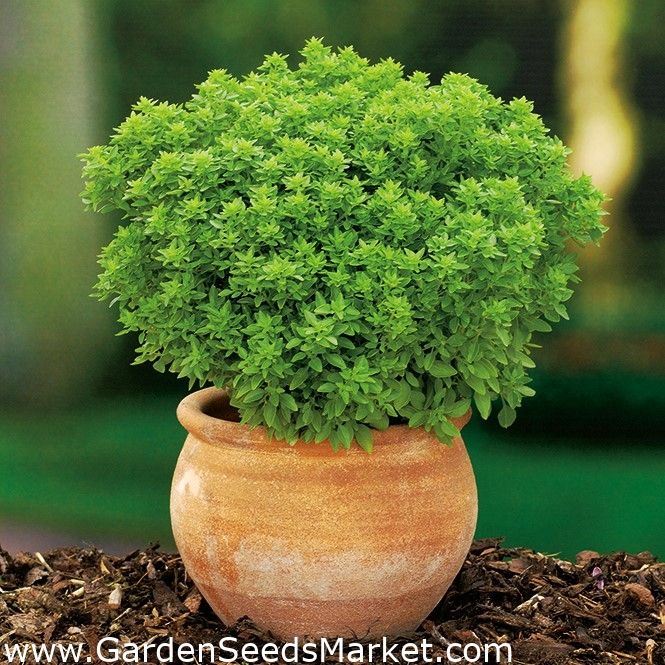 Bush basilikum - små og busket, kompakt - Garden Seeds Market | Gratis