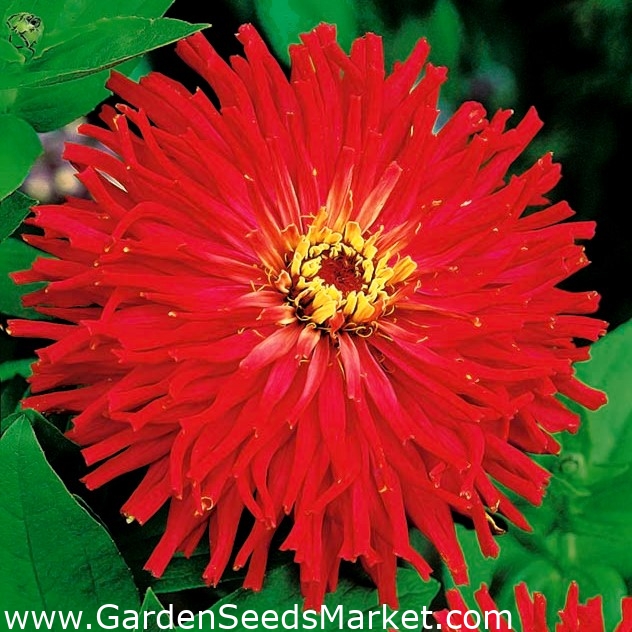 Zínia comum - vermelha, flor de crisântemo; zínia elegante e jovem - –  Garden Seeds Market | Frete grátis
