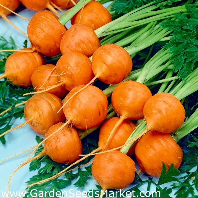 Korenček Pariser Markt 5 - zgodnja sorta s sferičnimi koreninami - – Garden  Seeds Market | Brezplačna dostava