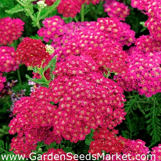 Common yarrow - dark pink – Garden Seeds Market | Free shipping