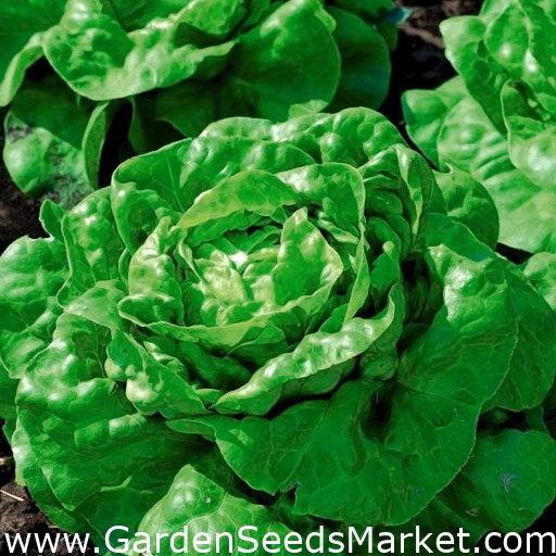 Field butterhead lettuce "Green Regina" does not shoot flowering