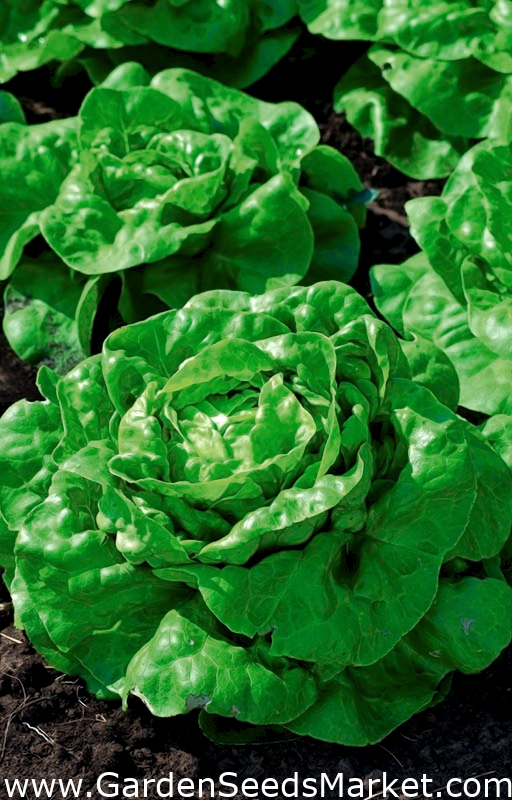 Field butterhead lettuce "Green Regina" does not shoot flowering