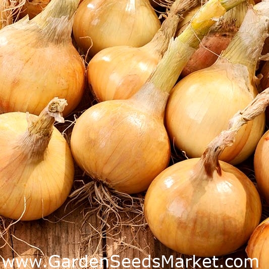 Løk Agra - – Garden Seeds Market | Gratis frakt