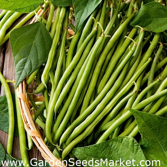 Zöld francia bab Eliza - – Garden Seeds Market | Ingyenes szállítás