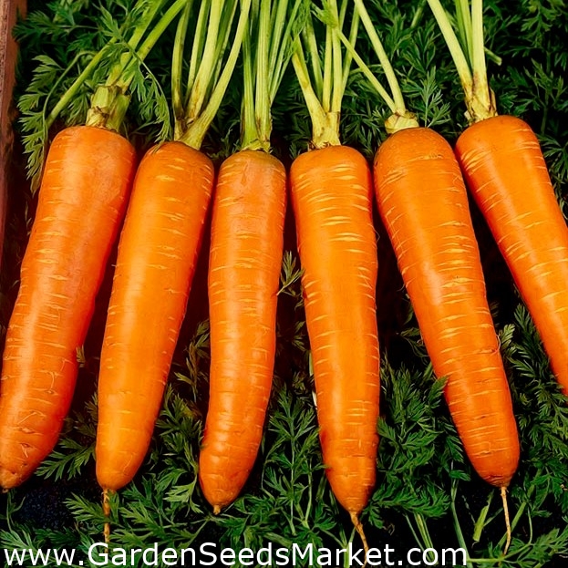 Gulrot Flamanka - sen variasjon - – Garden Seeds Market | Gratis frakt