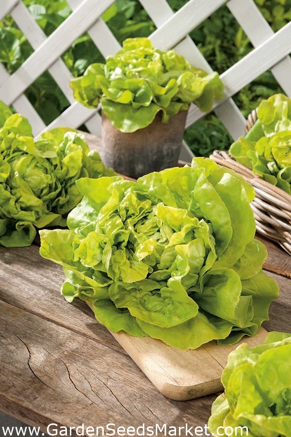 Butterhead lettuce 'Ovation' Garden Seeds Market Free shipping
