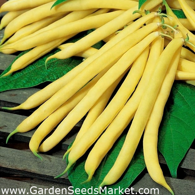 Dvärg gul fransk böna Maxela - – Garden Seeds Market | Gratis frakt