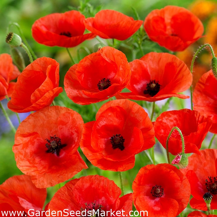 Kırmızı gelincik - klasik bir çeşittir - – Garden Seeds Market | Ücretsiz  kargo