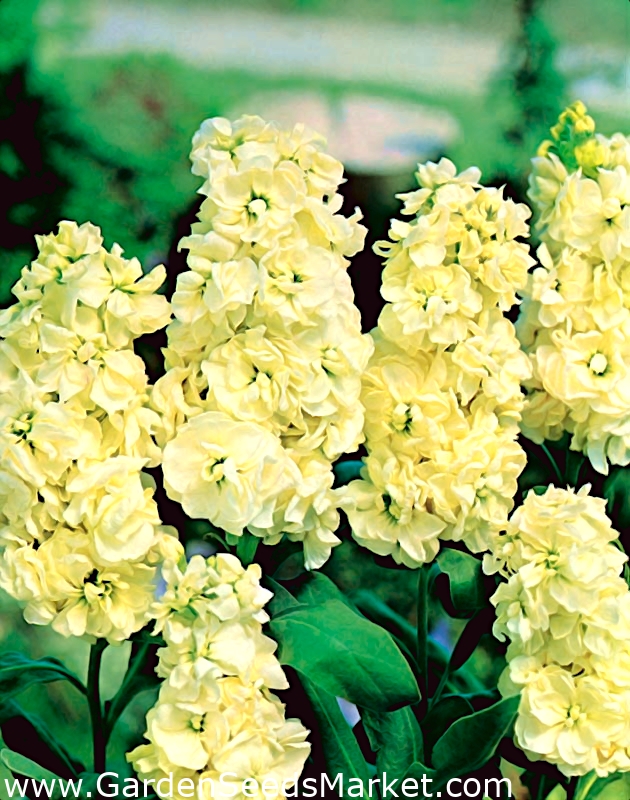 Common stock Excelsior light yellow; Brompton stock, hoary stock, ten