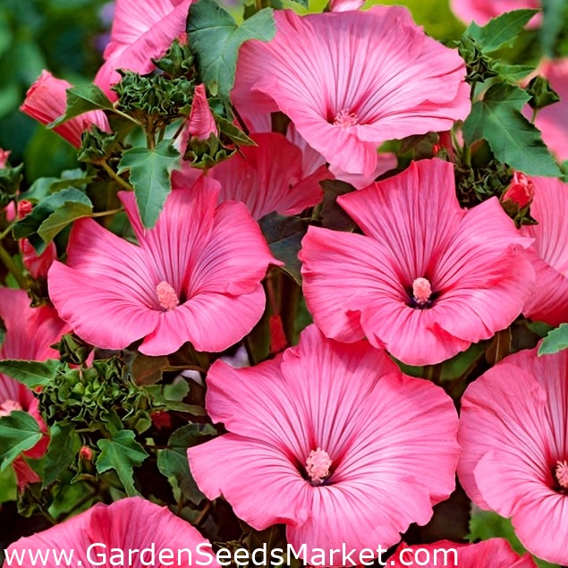Malva rosa - – Garden Seeds Market | Envío gratis