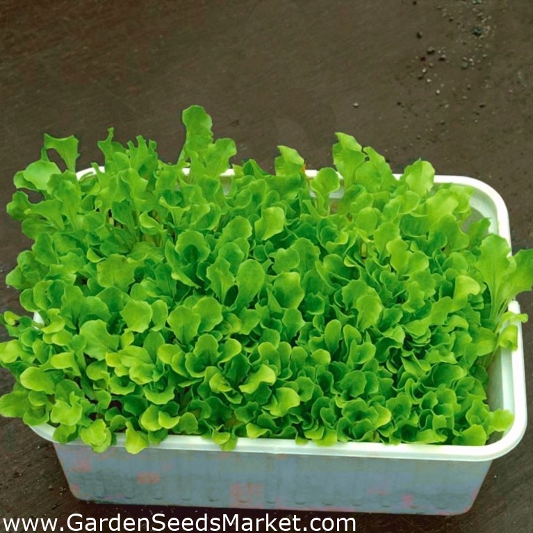 Microgreens Green lettuce young uniquely tasting leaves 1 kg