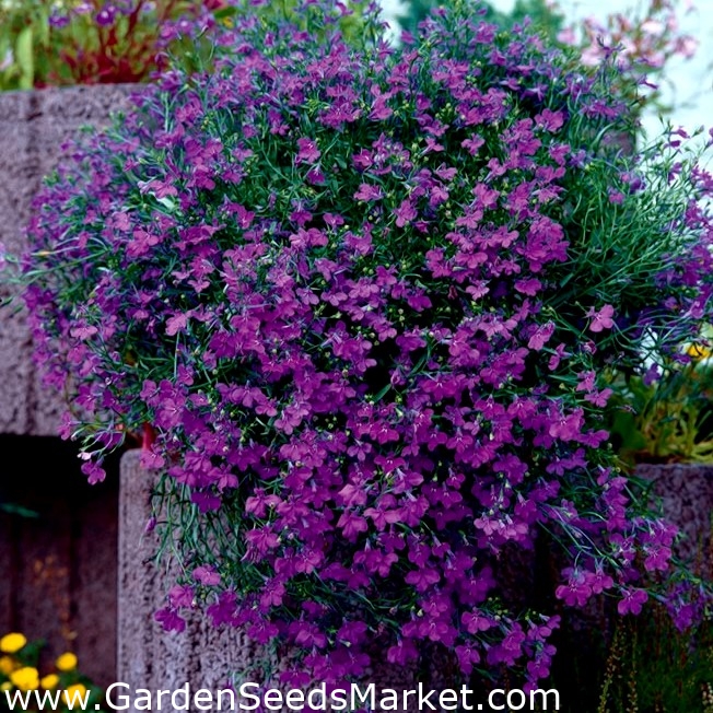 Lobelia de culoare mov - – Garden Seeds Market | Transport gratuit