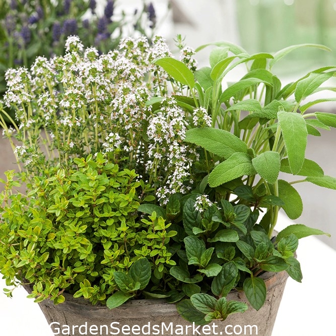 A melliferous évelő növények gyógynövény-választéka - – Garden Seeds Market  | Ingyenes szállítás