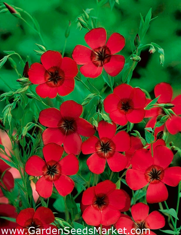 赤い花の毎年恒例の亜麻 Garden Seeds Market 送料無料