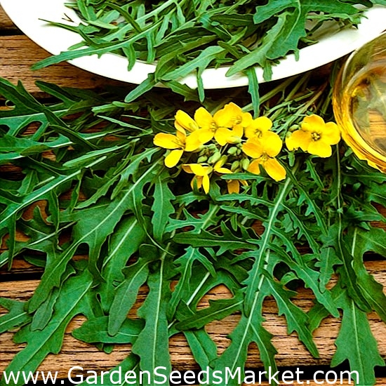 ロケット ルッコラシルベッタ ガーデンロケット エルカ Garden Seeds Market 送料無料