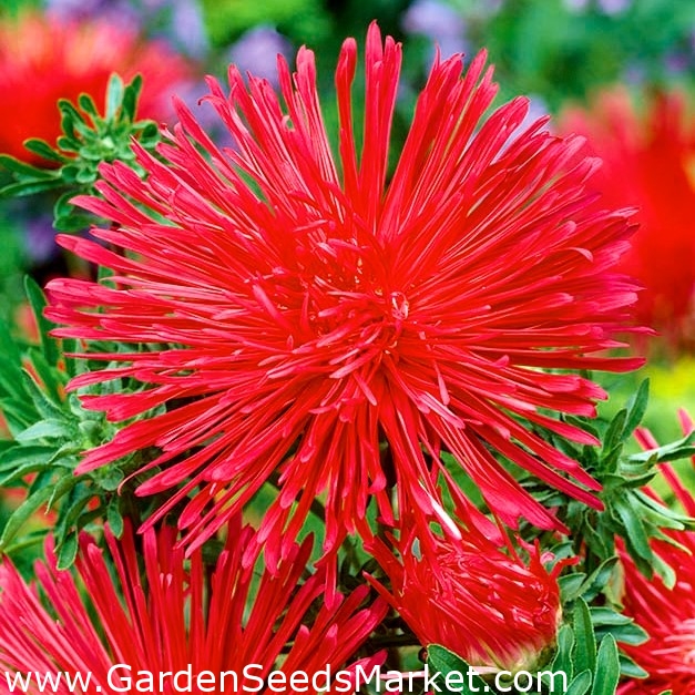 Röd nål kronblad aster Ognisty Ptak (Firebird) - – Garden Seeds Market |  Gratis frakt