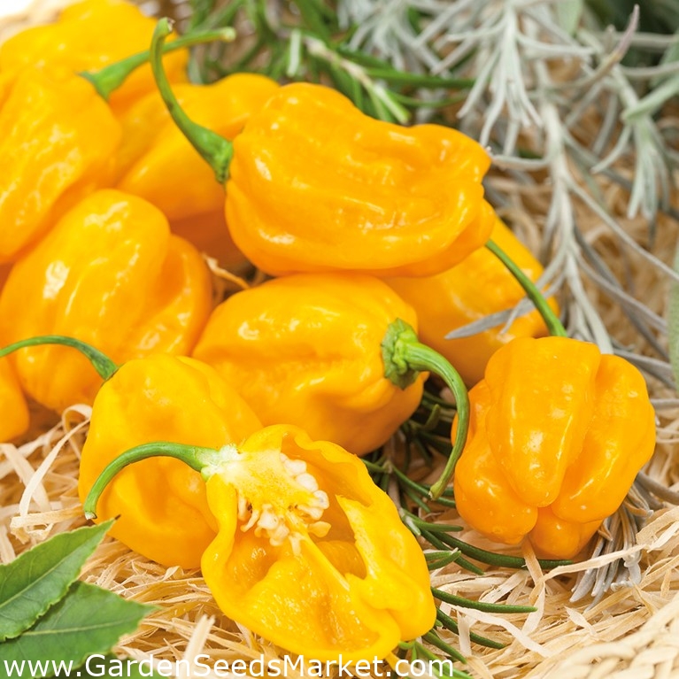 Pimenta amarela quente Habanero Yellow; Pimenta - – Garden Seeds Market |  Frete grátis