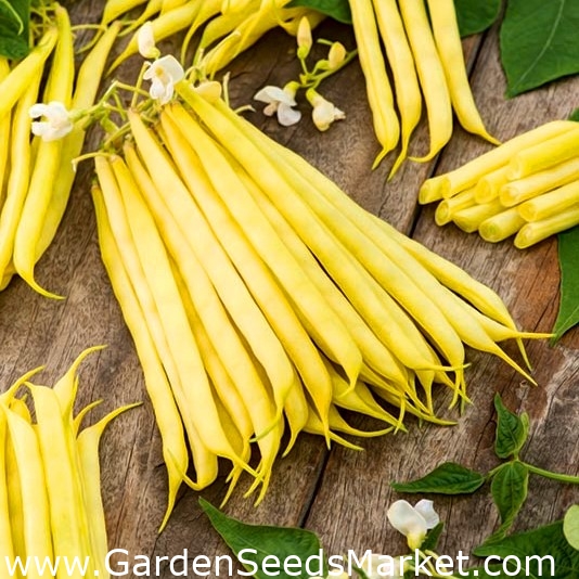 Törpe sárga francia bab Fructidor - – Garden Seeds Market | Ingyenes  szállítás