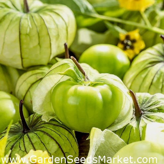 Tomatillo; Mexican husk tomato Garden Seeds Market Free shipping