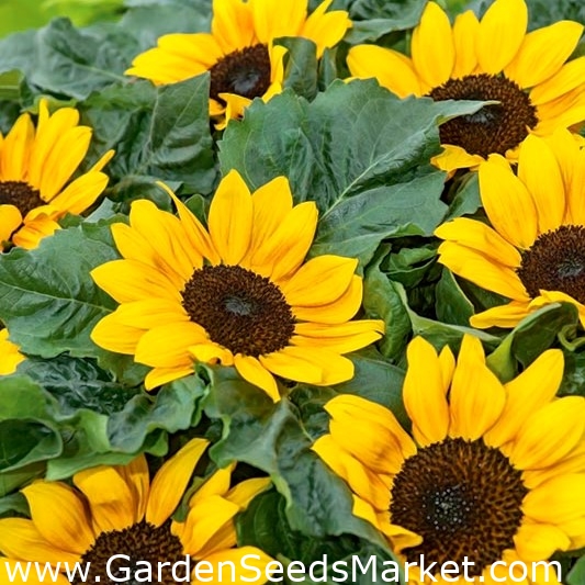 Ornamental sunflower Suntastic F1 - low growing variety for flower beds ...