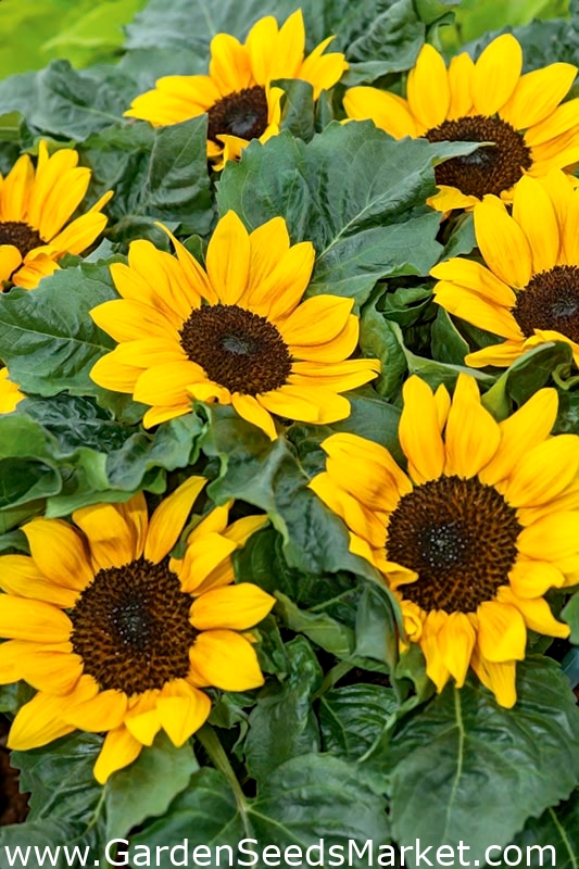 Okrasná slunečnice Suntastic F1 - nízko rostoucí odrůda pro květinové  záhony - – Garden Seeds Market | Doprava zdarma