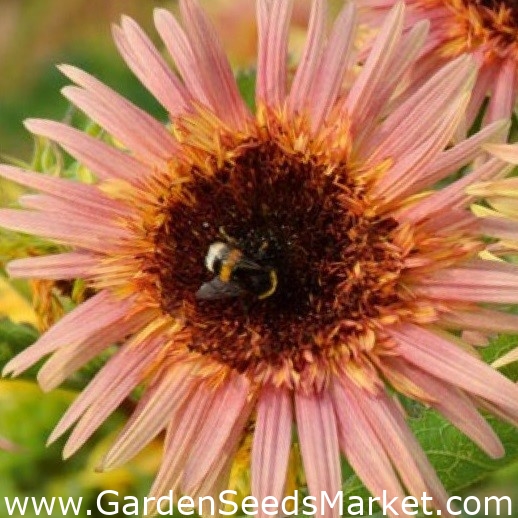 Polish Flowers Medium tall sunflower "Astra Rose" Garden Seeds Market