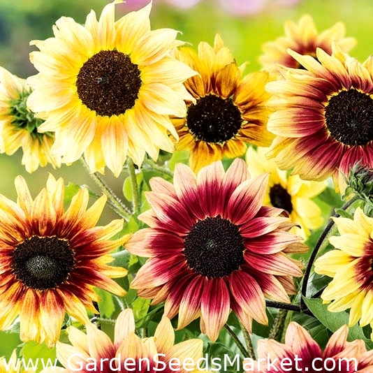 Low growing ornamental sunflower "Fineness" – Garden Seeds Market | Free  shipping