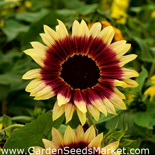 Medium tall ornamental sunflower "Floren" Garden Seeds Market Free