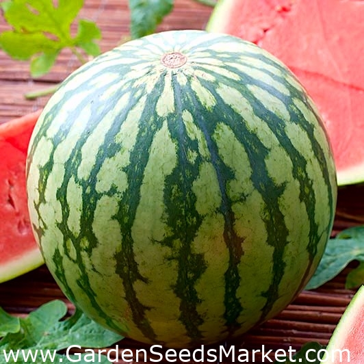 Vannmelon Moro - – Garden Seeds Market | Gratis frakt