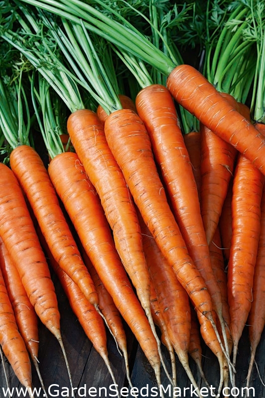 Carrot "Imperator" late variety Garden Seeds Market Free shipping
