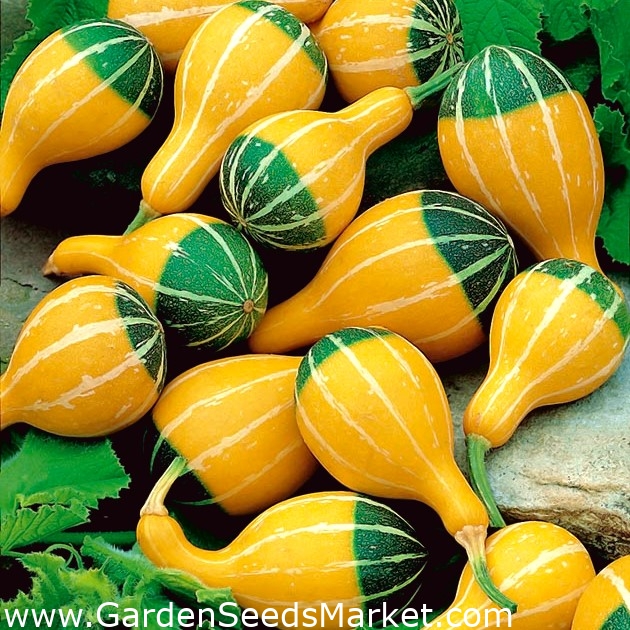 Zucca ornamentale Pera Bicolore - – Garden Seeds Market | Spedizione  gratuita