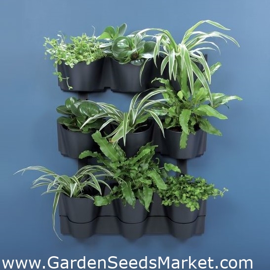 Стенни саксии за отглеждане на каскадни растения - вертикална градина -  Каскадна стена - антрацитно сиво - – Garden Seeds Market | Безплатна  доставка