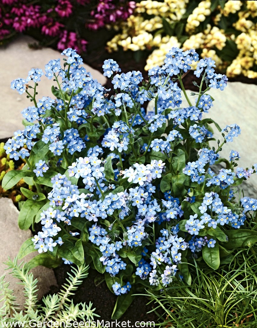 50  Blue Alpine Forget me not  Flower Seeds Heavenly Hybrid-MYOSOTIS ALPESTRIS
