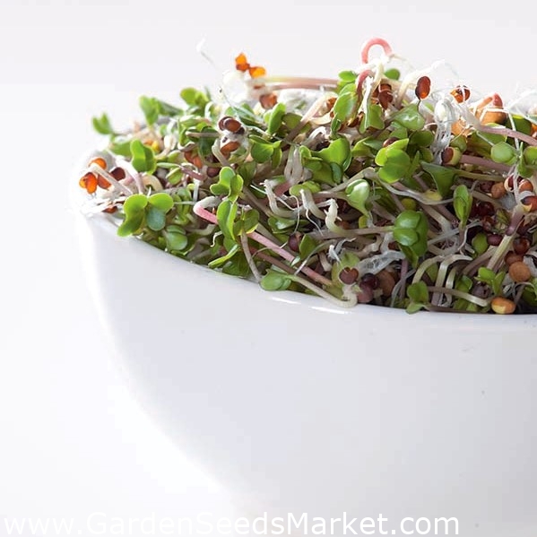 Kaljenje semen z majhnim kalčkom - belo zelje - – Garden Seeds Market |  Brezplačna dostava