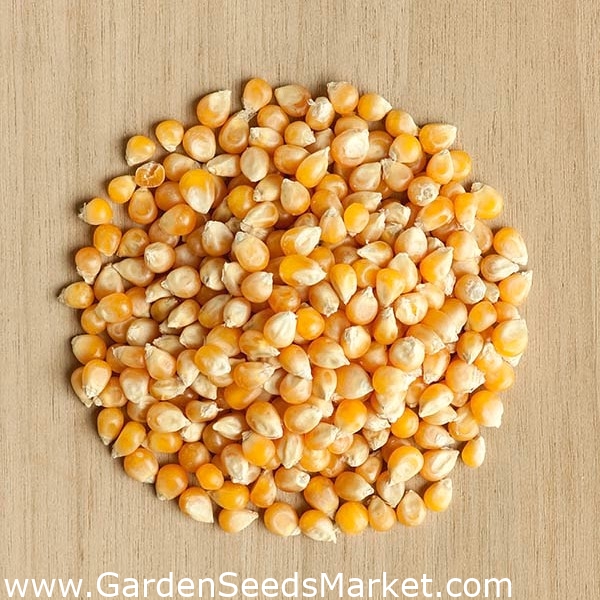 Kaljenje semen z majhnim kalčkom - koruza, koruza - – Garden Seeds Market |  Brezplačna dostava