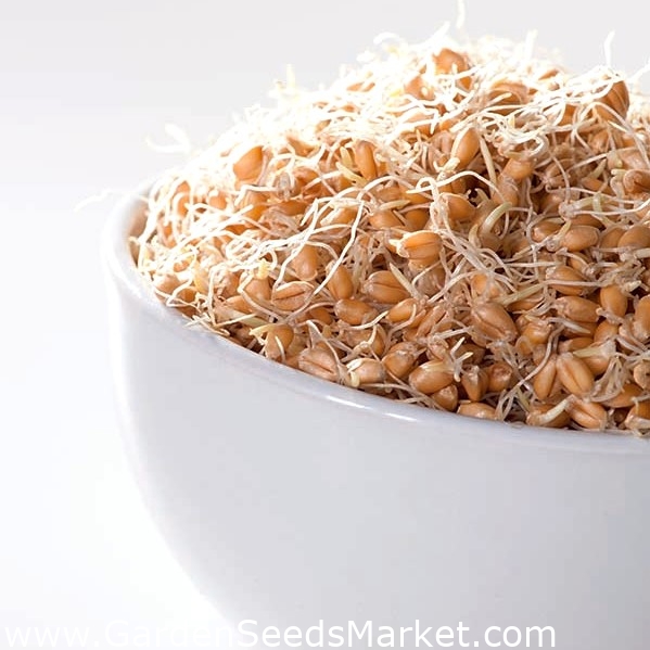 Seemnete idandamine suure idandiga - nisu - – Garden Seeds Market | Tasuta  saatmine