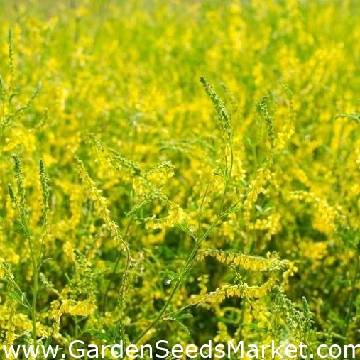 Gul sød kløver - melliferous plante - 100 gram; gul melilot, ribbet melilot, almindelig melilot - – Garden Seeds Market | Gratis