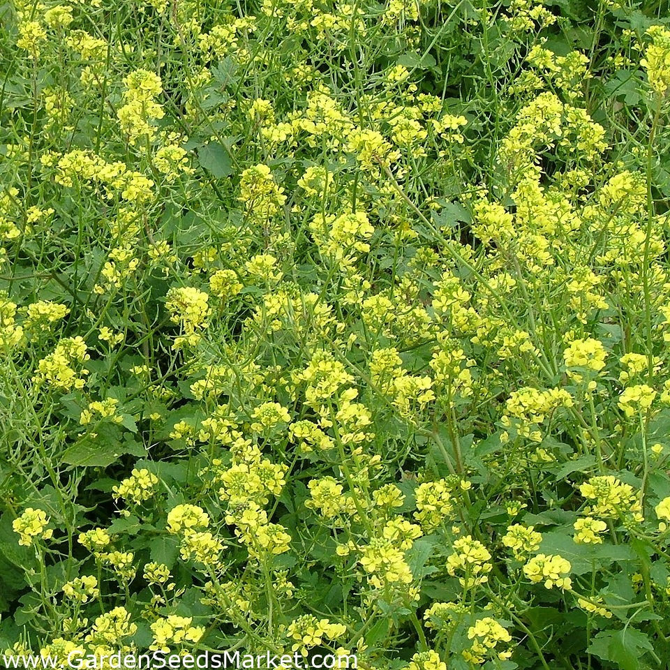 Baltosios garstyčios „Maryna“ - 10 kg - – Garden Seeds Market | Nemokamas  pristatymas