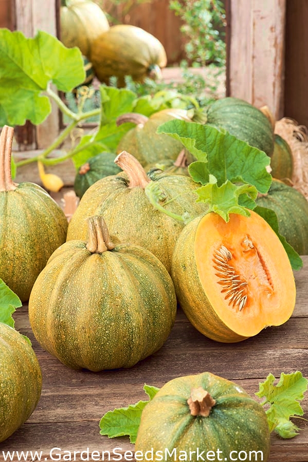 Кабачок "Данка Полька" - на семена - 500 грамм; тыква - – Garden Seeds ...