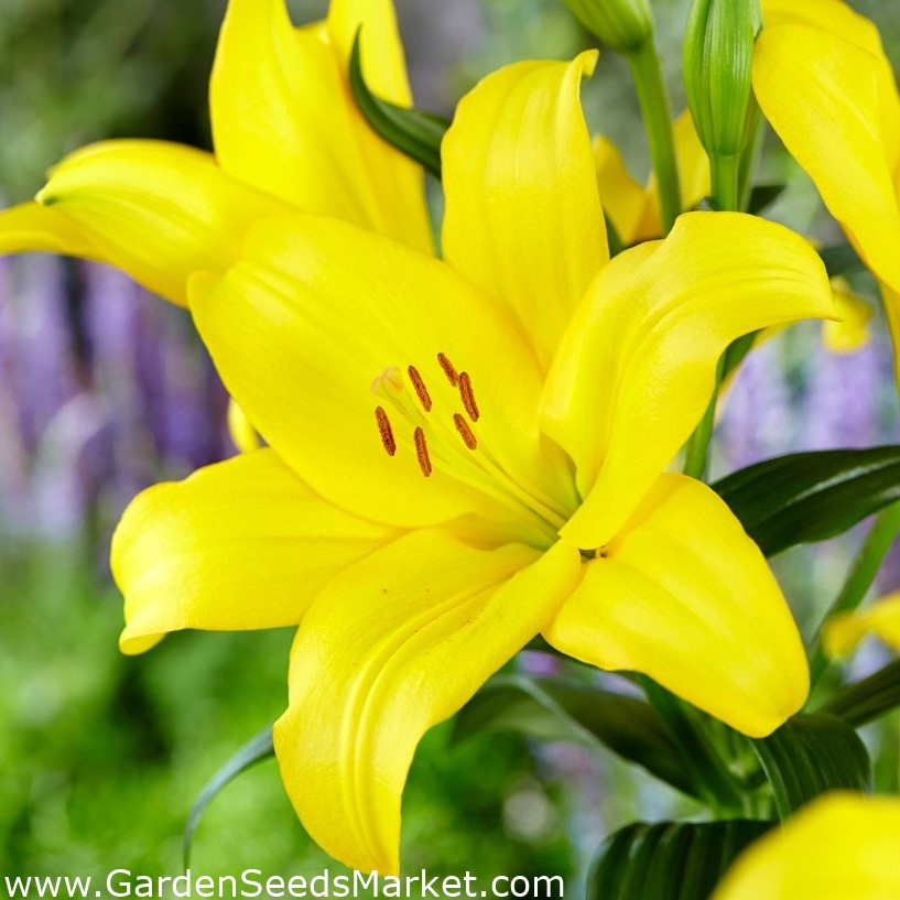 Lírio amarelo - pacote XL! - 50 pcs - – Garden Seeds Market | Frete grátis