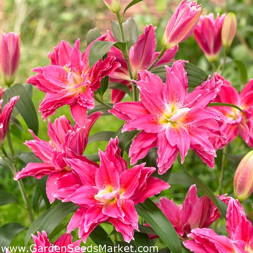 Divziedu austrumu lilija - Roselily Julia - debesu aromāts! - – Garden  Seeds Market | Bezmaksas sūtīšana
