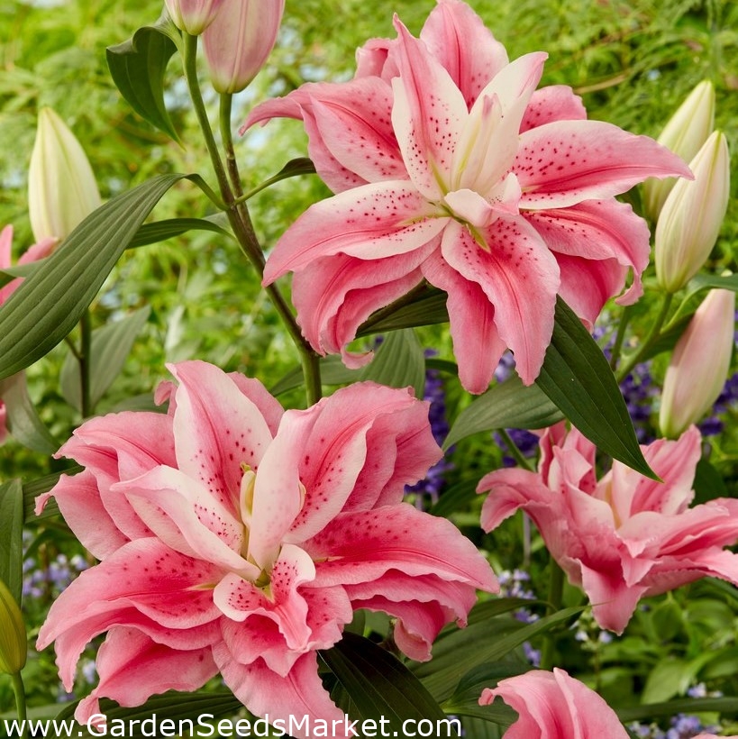 Double oriental lily 'Roselily Clarissa' - beautiful fragrance ...