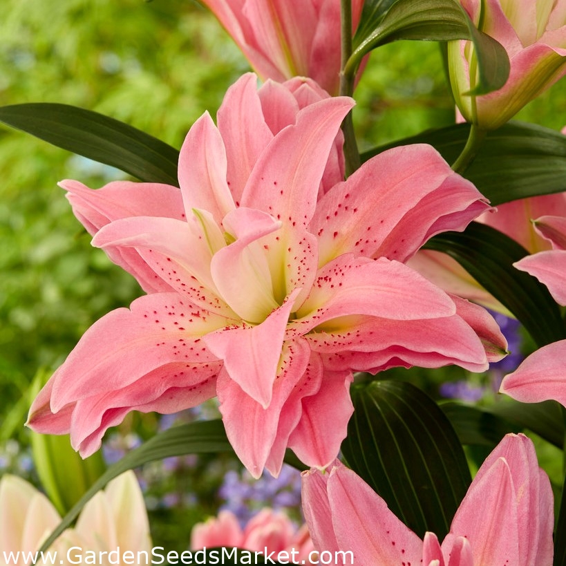 Dvojitá orientální lilie 'Roselily Patricia' - krásná vůně! - – Garden  Seeds Market | Doprava zdarma