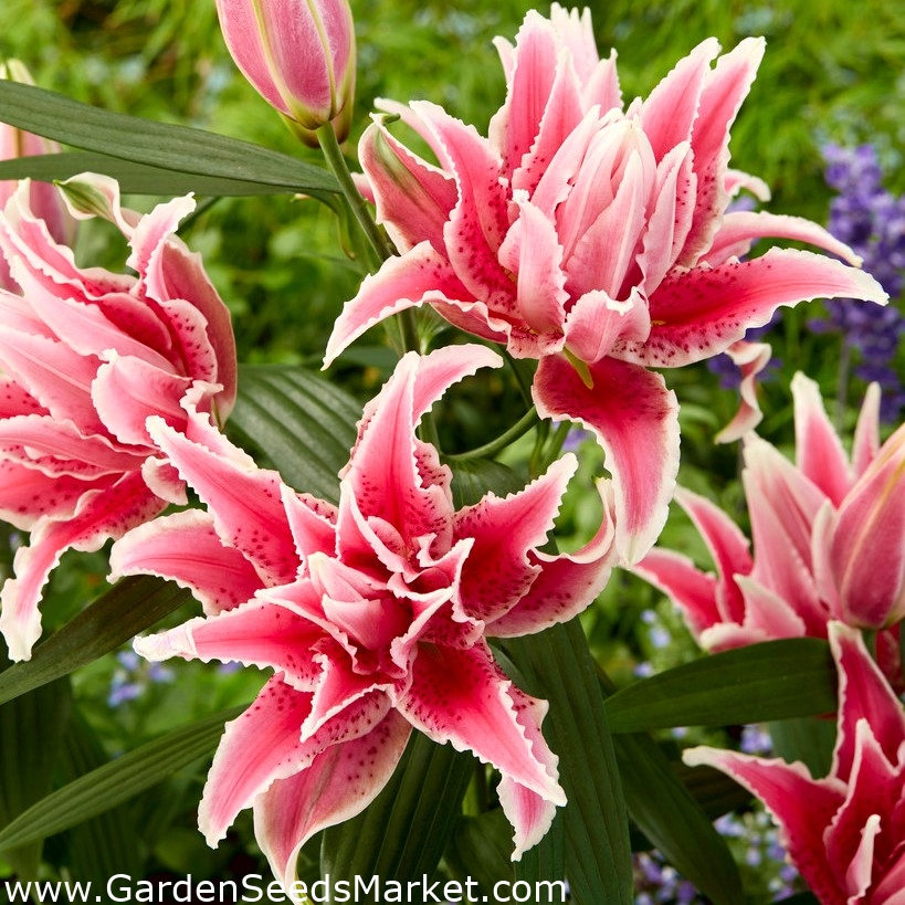 Dobbelt orientalsk lilje 'Roselily Lorena' - smuk duft! - – Garden Seeds  Market | Gratis fragt
