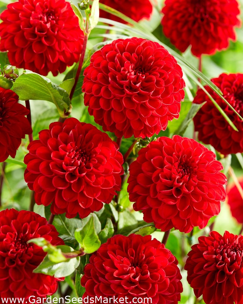 Dahlia Viking pompom flowered Garden Seeds Market Free shipping