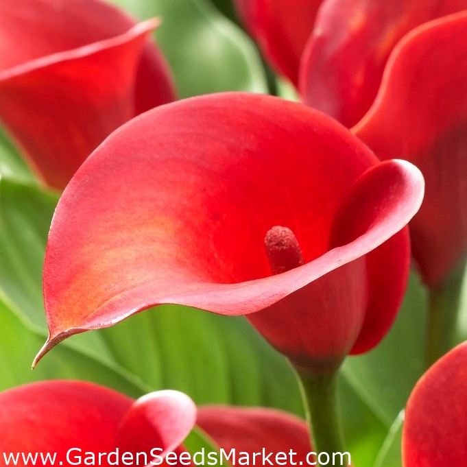 Лилия арумовая Red Alert; калла, калла лилия - – Garden Seeds Market |  Бесплатная доставка