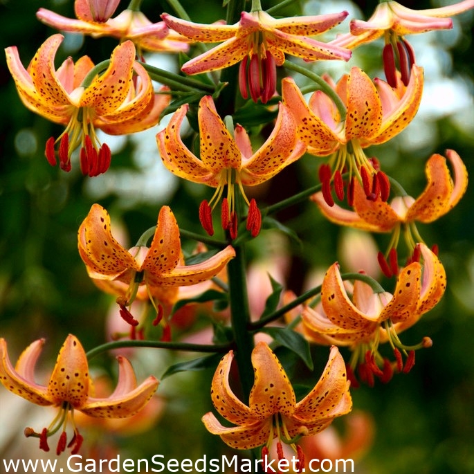 Martagon lilija 'Oranžna'; Turkova kapica lilija – Garden Seeds Market |  Brezplačna dostava