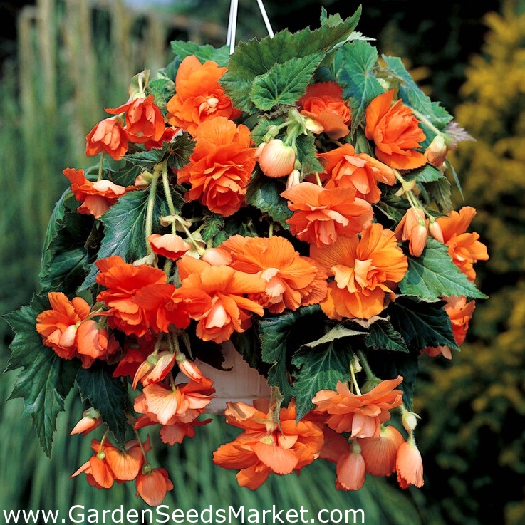 Begonia ×tuberhybrida - naranja - paquete de piezas – Seeds Market | Envío gratis